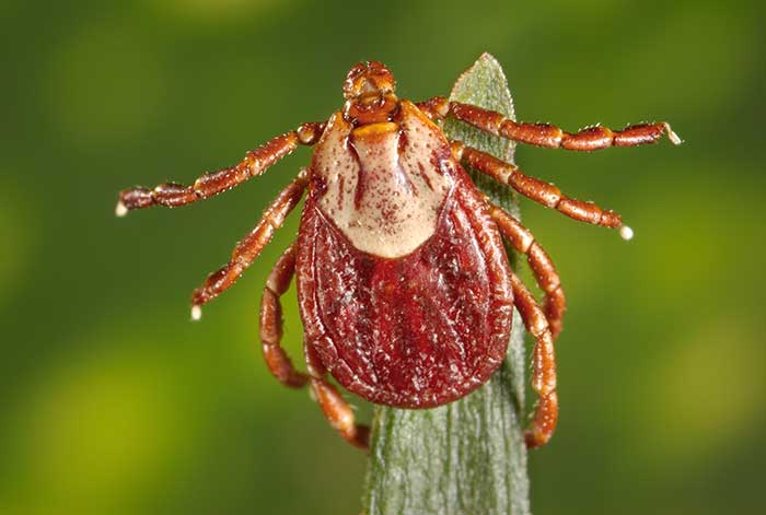 Photo of an adult female Rocky Mountain wood tick, Dermacentor andersoni, on a blade of grass.