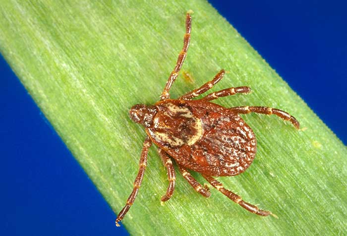 Photo of an adult female American dog tick, Dermacentor variabilis, on a blade of grass.