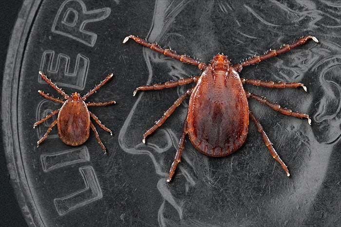 Nymphal and adult female Haemaphysalis longicornis. Dime in background for scale.