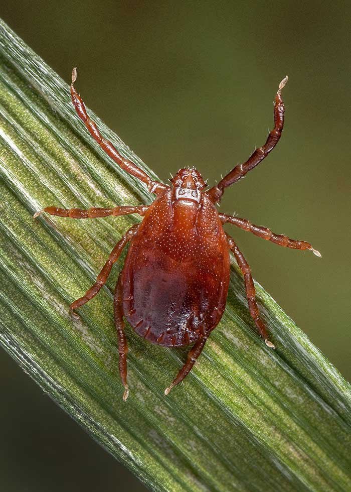 Photo of an adult female Asian longhorned tick, Haemaphysalis longicornis, on a blade of grass.