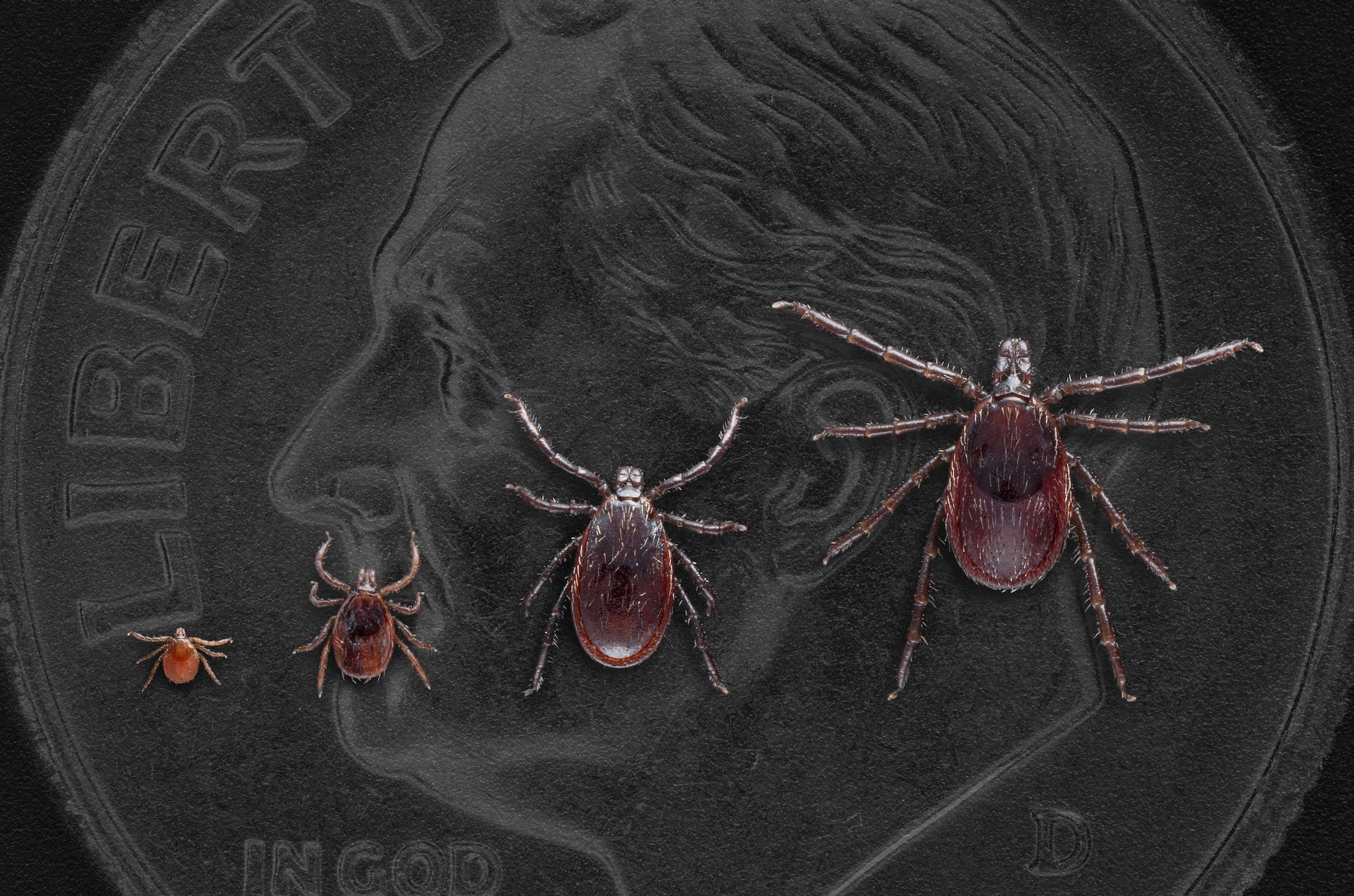 All life stages of Ixodes pacificus. Dime in background for scale.