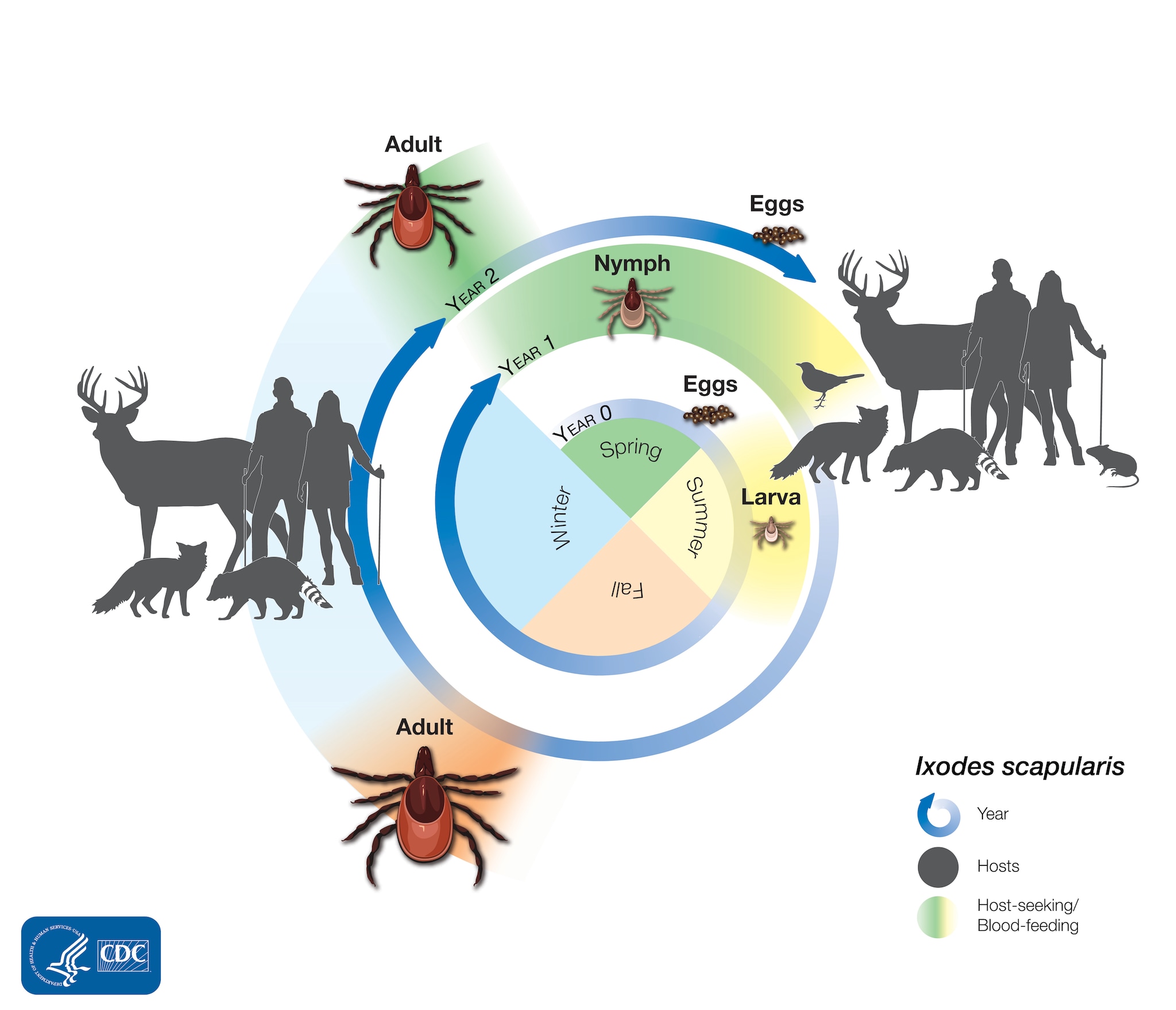 Illustration of the two-year lifecycle of Ixodes scapularis.