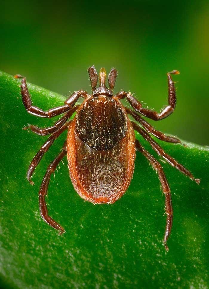 Photo of an adult female western blacklegged tick, Ixodes pacificus, on a blade of grass.