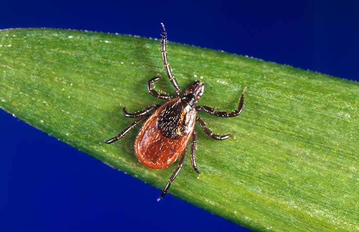 Photo of an adult female blacklegged tick, Ixodes scapularis, on a blade of grass. 