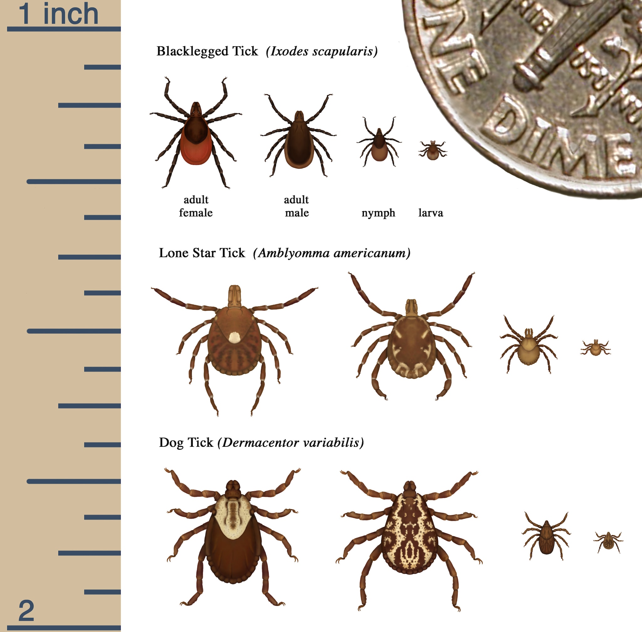 Illustration of relative sizes of several ticks at different life stages.