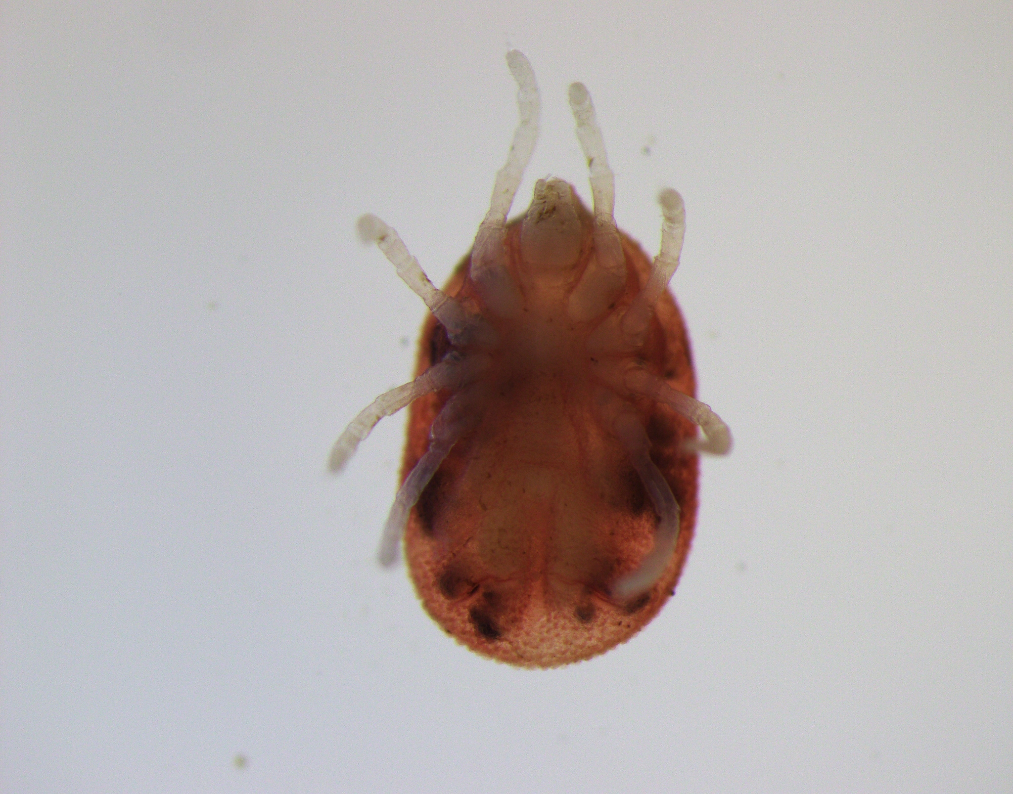 Photo of a soft tick, Ornithodoros hermsi, from the bottom.