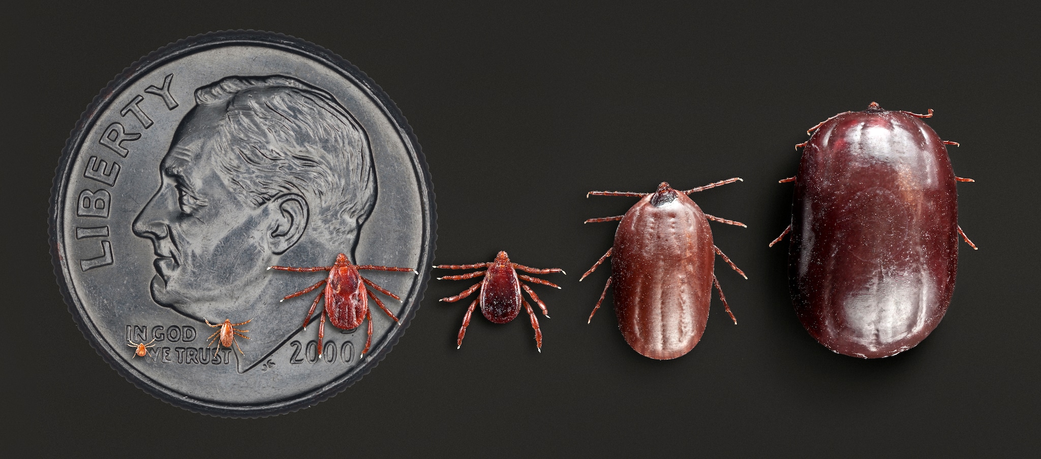 All life stages of Rhipicephalus sanguineus with partially and fully engorged adult females. Dime in background for scale.