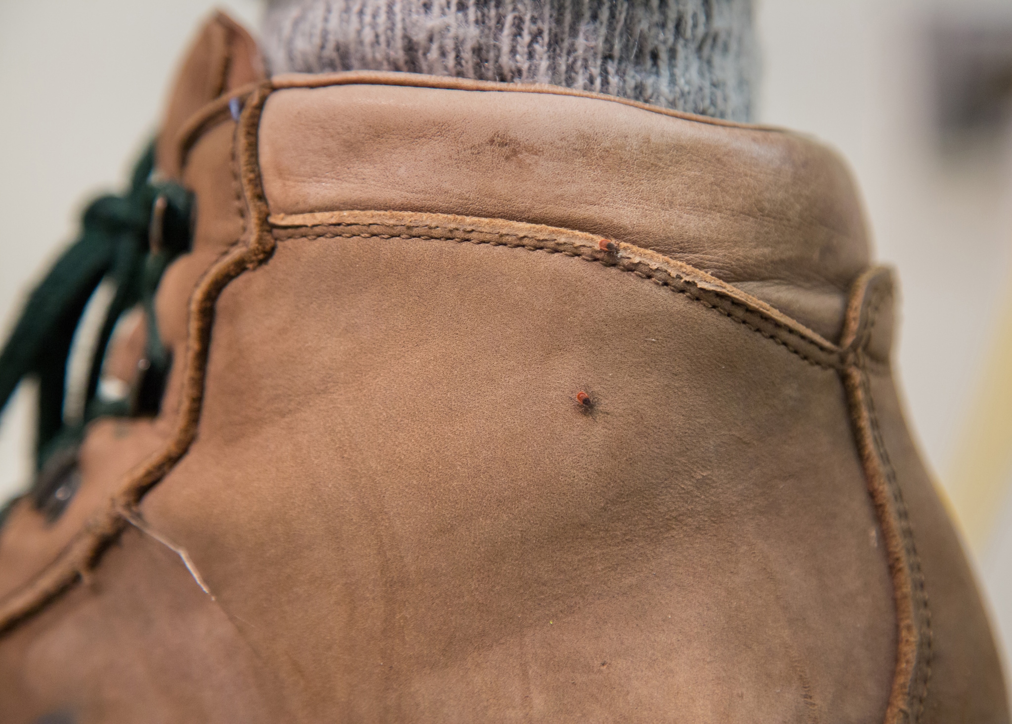 Photo of two nymphal blacklegged ticks on a hiking boot.