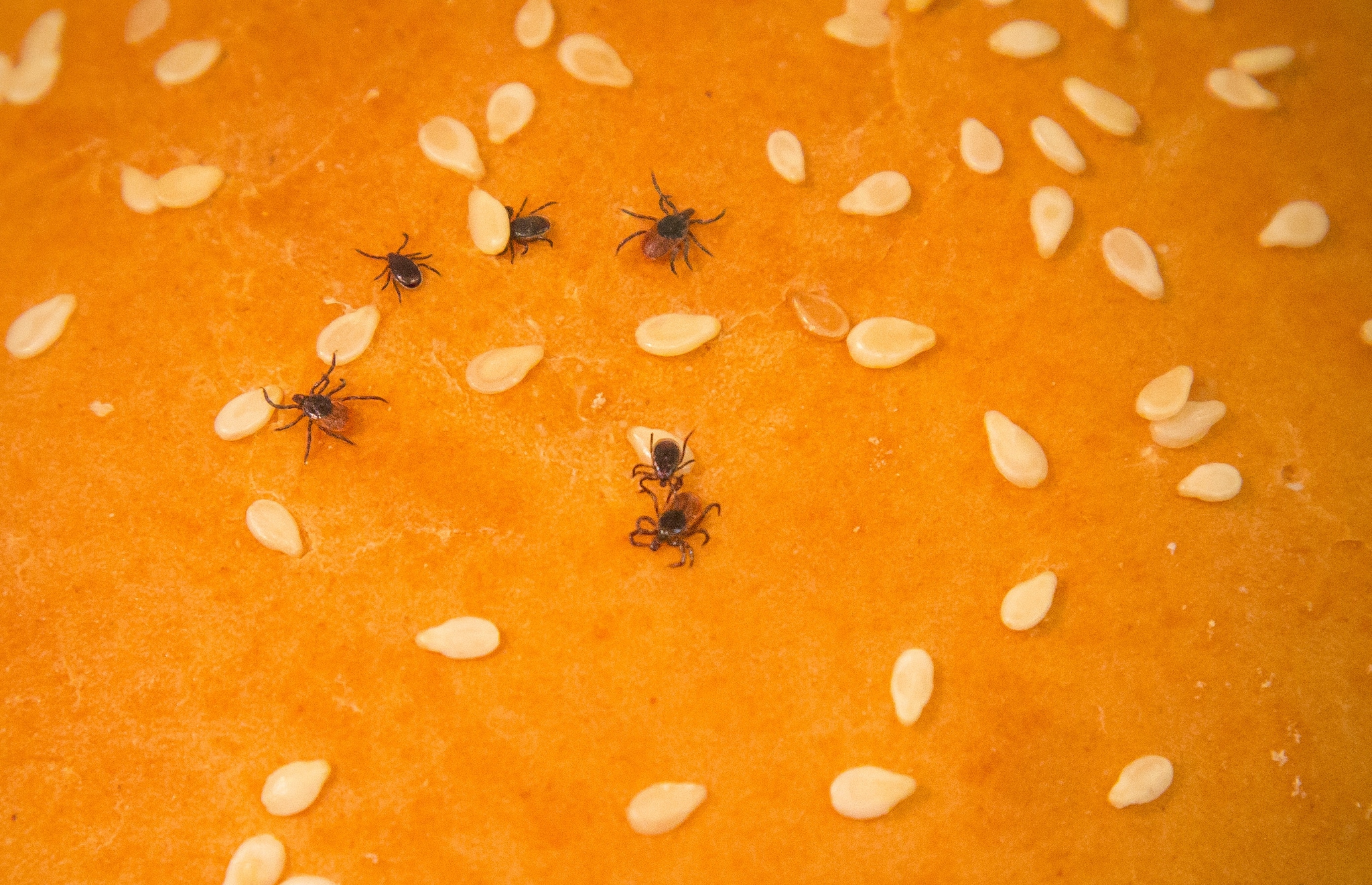 Photo of female adult blacklegged ticks on a sesame seed bun to demonstrate relative size.