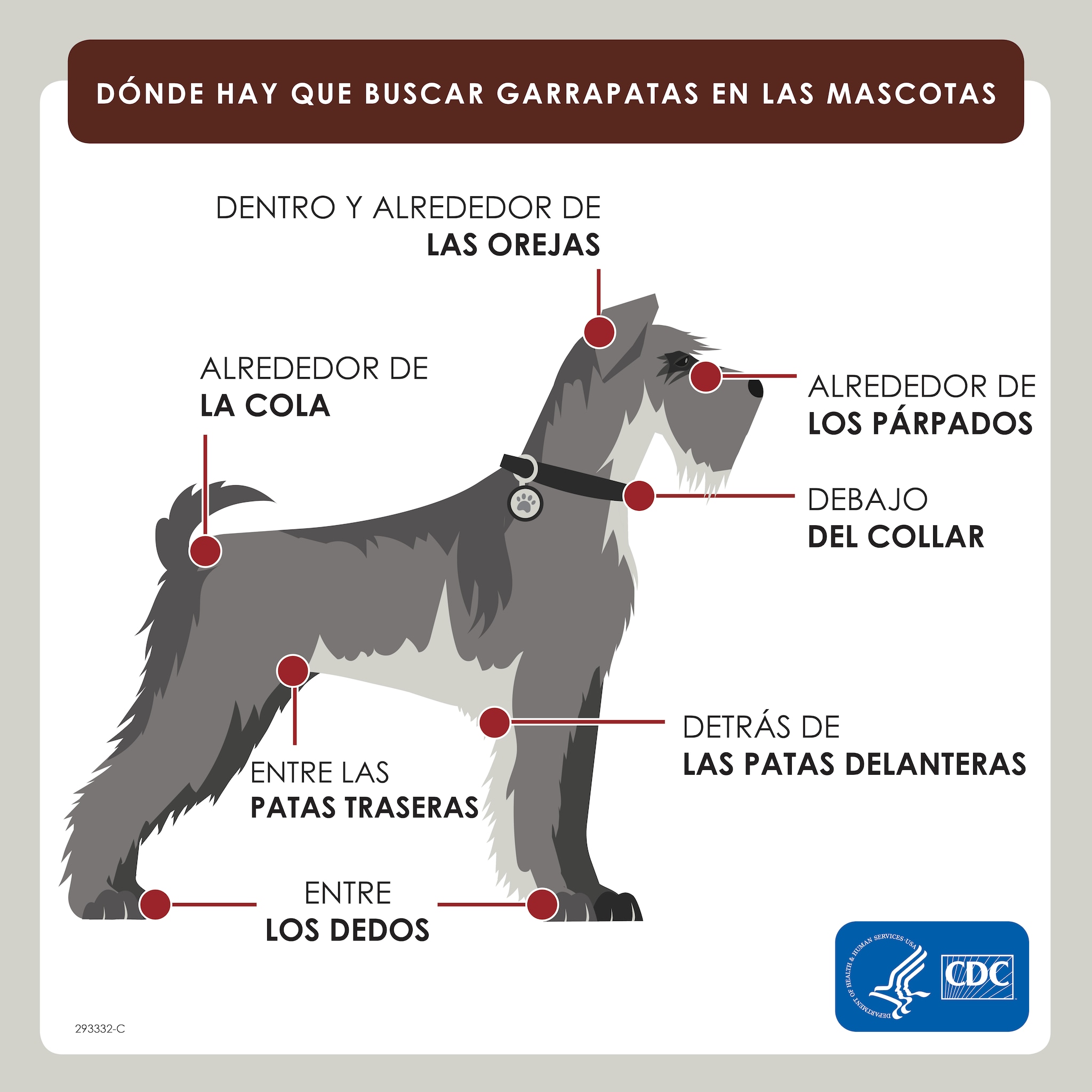 Diagram of a dog illustrating where on the animal to look for ticks, in Spanish.