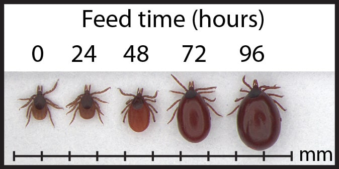 Photo demonstrating the stages of engorgement in an adult female blacklegged tick over a period of 96 hours.
