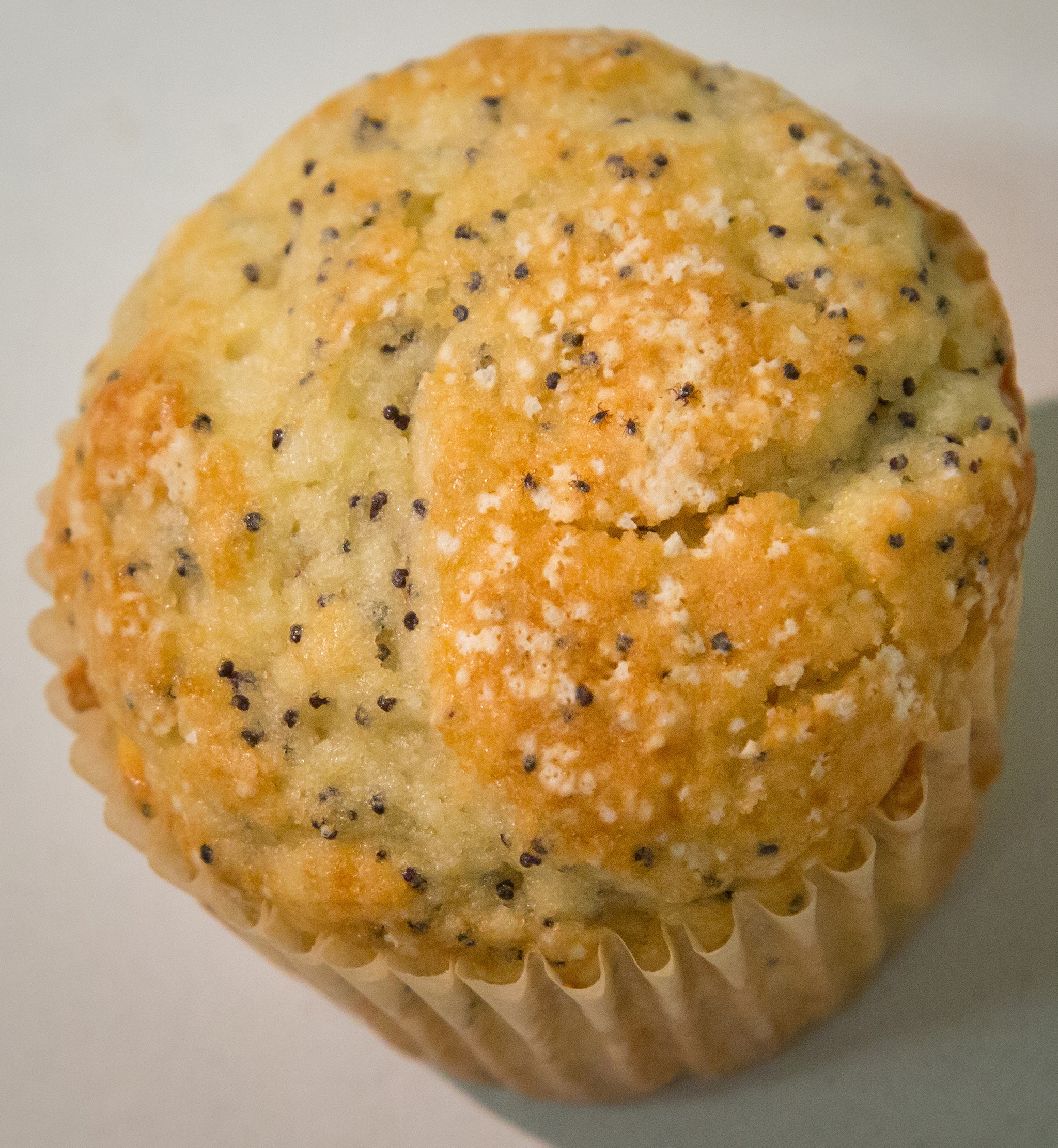 Photo of a poppyseed muffin with five nymphal blacklegged ticks to demonstrate relative size.