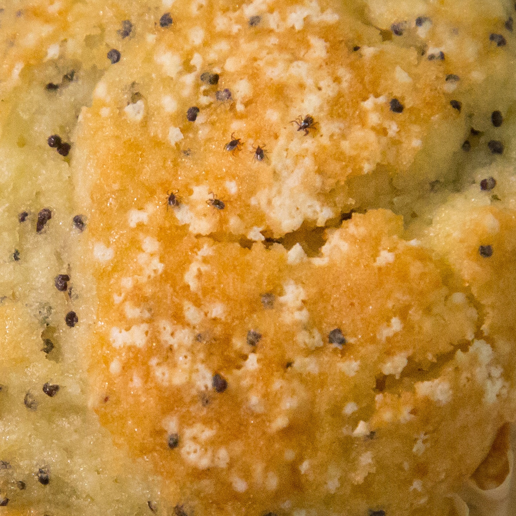 Zoomed in photo of a poppyseed muffin with five nymphal blacklegged ticks to demonstrate relative size.
