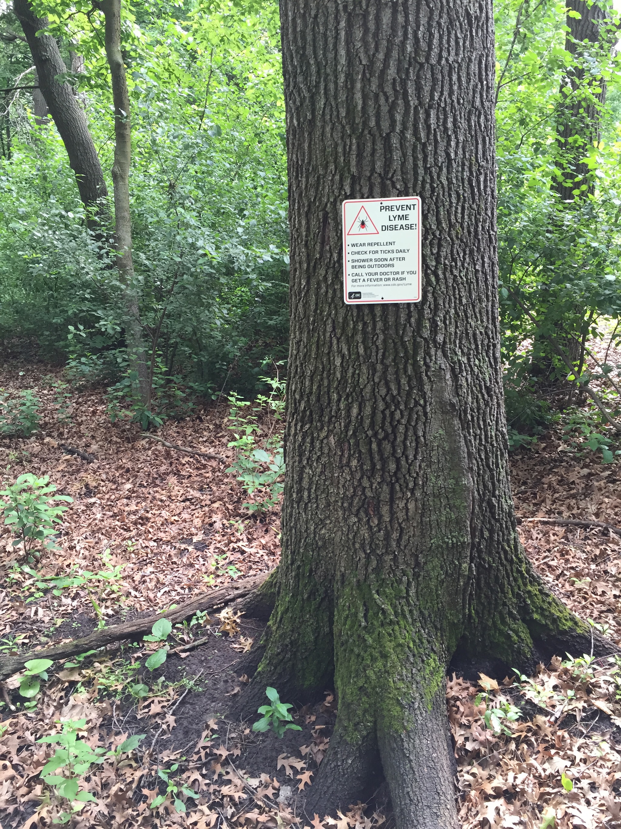 Photo of a tick trail sign in a Minnesota forest.