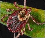 Image of an American Dog Tick, a small insect with red markings on back