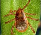 Image of a brown dog tick, a small insect with brown legs and back
