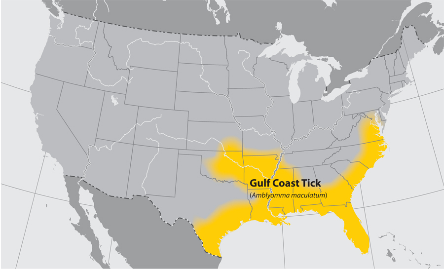 Map of the United States showing the approximate distribution of the Gulf coast tick. Distribution area is the southeastern part of the country.