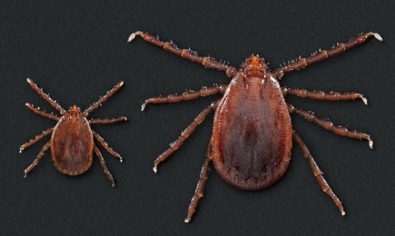 Nymph and adult female Asian Longhorned Tick