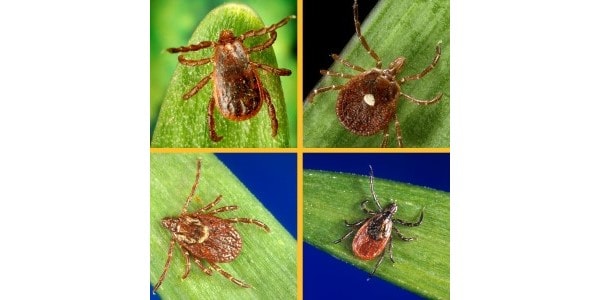 Ticks home | CDC