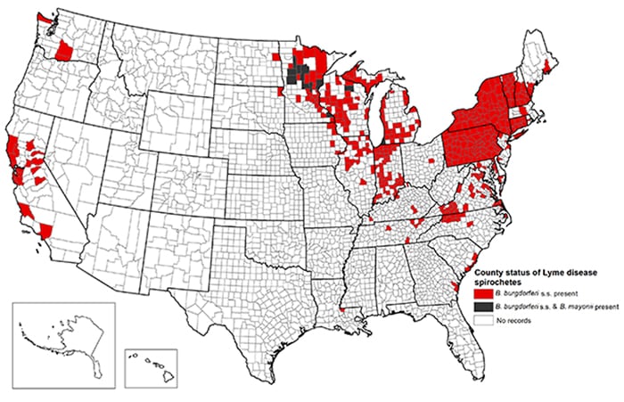 Map of U.S. showing counties with lyme disease spirochetes. Most cases are located in the northeastern US.