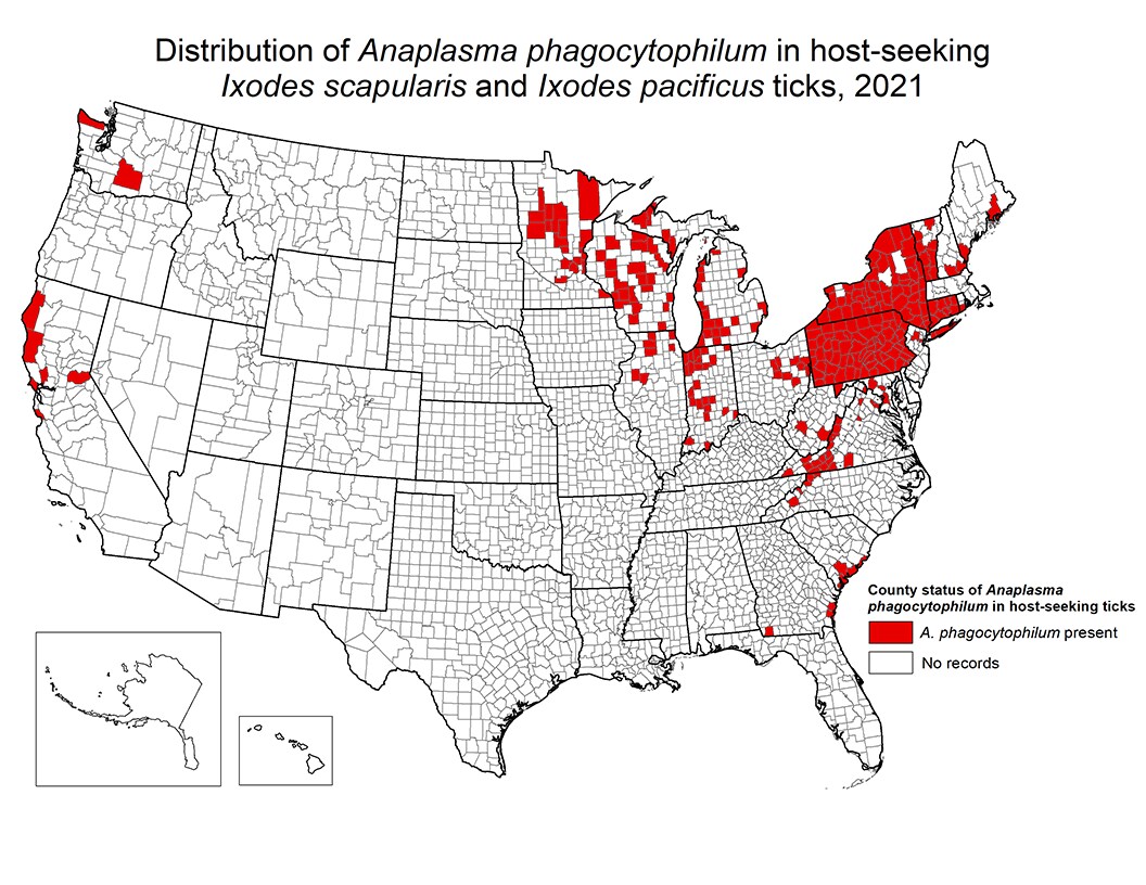 Distribution of Anaplasma phagocytophilum in host-seeking Ixodes scapularis and Ixodes pacificus ticks, 2021