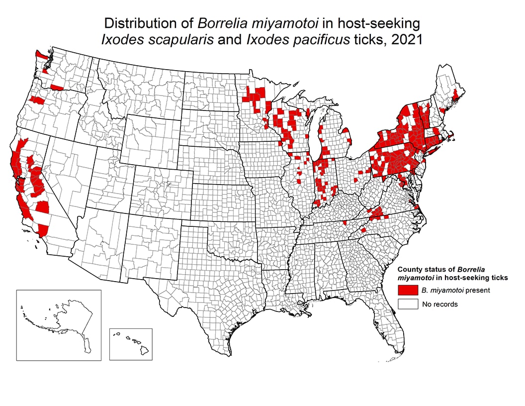 Distribution of Borrelia miyamotoi in host-seeking Ixodes scapularis and Ixodes pacificus ticks, 2021