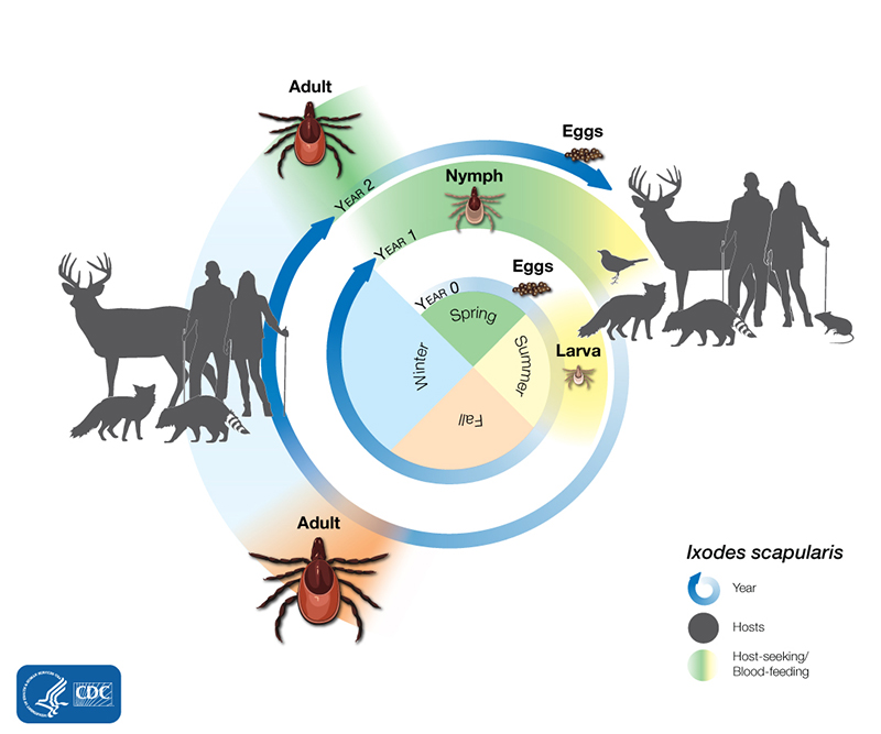 Tick Identification Chart