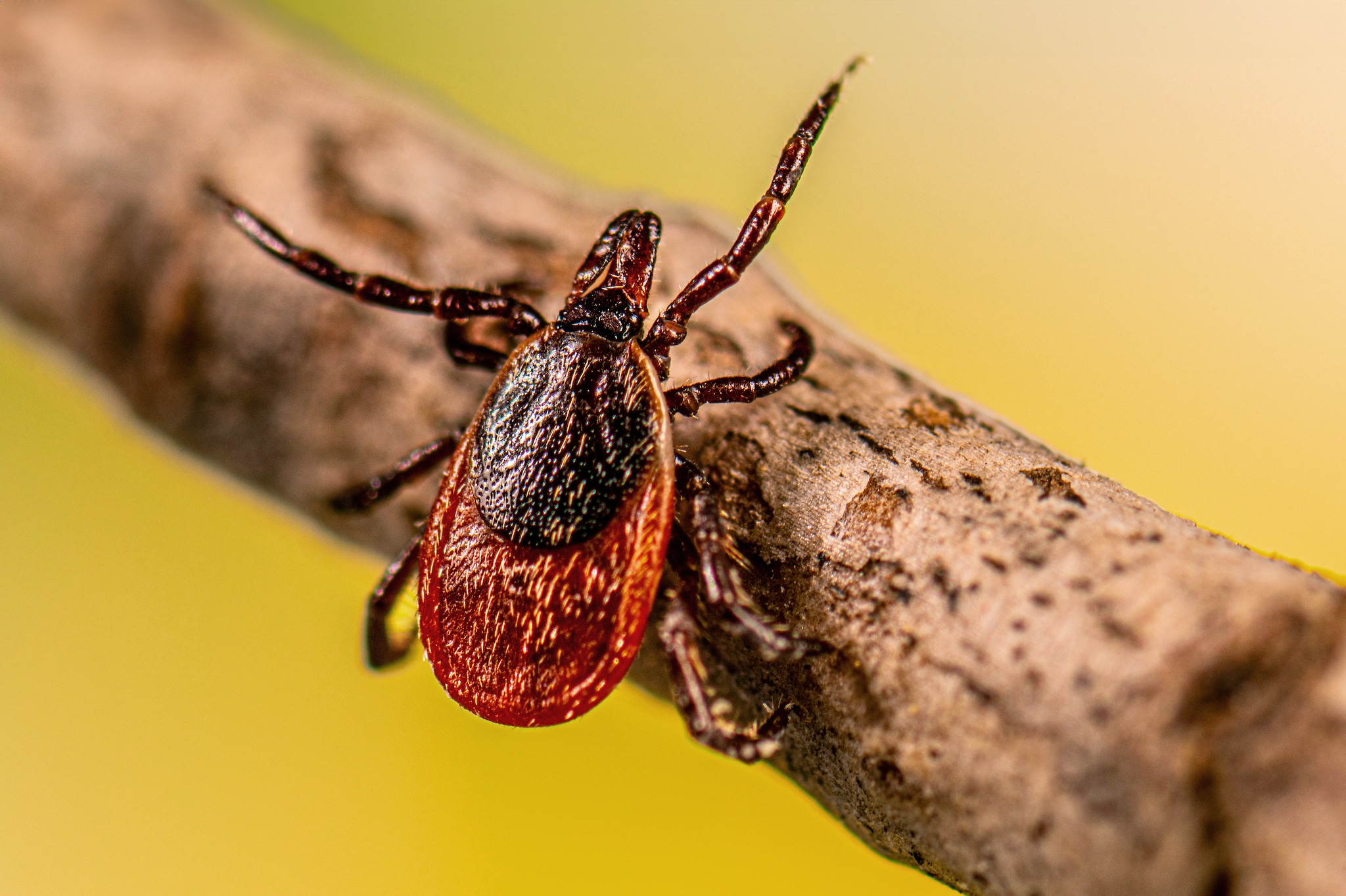 Ixodes scapularis on a tree branch.