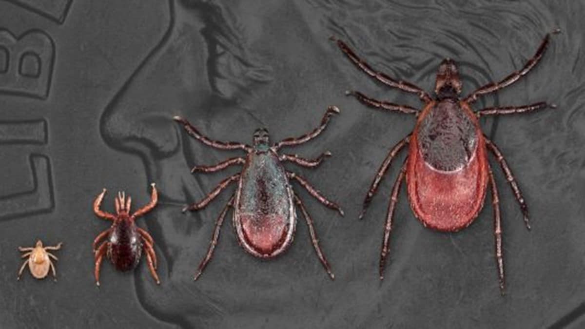 Photo of all life stages of blacklegged ticks on a dime.
