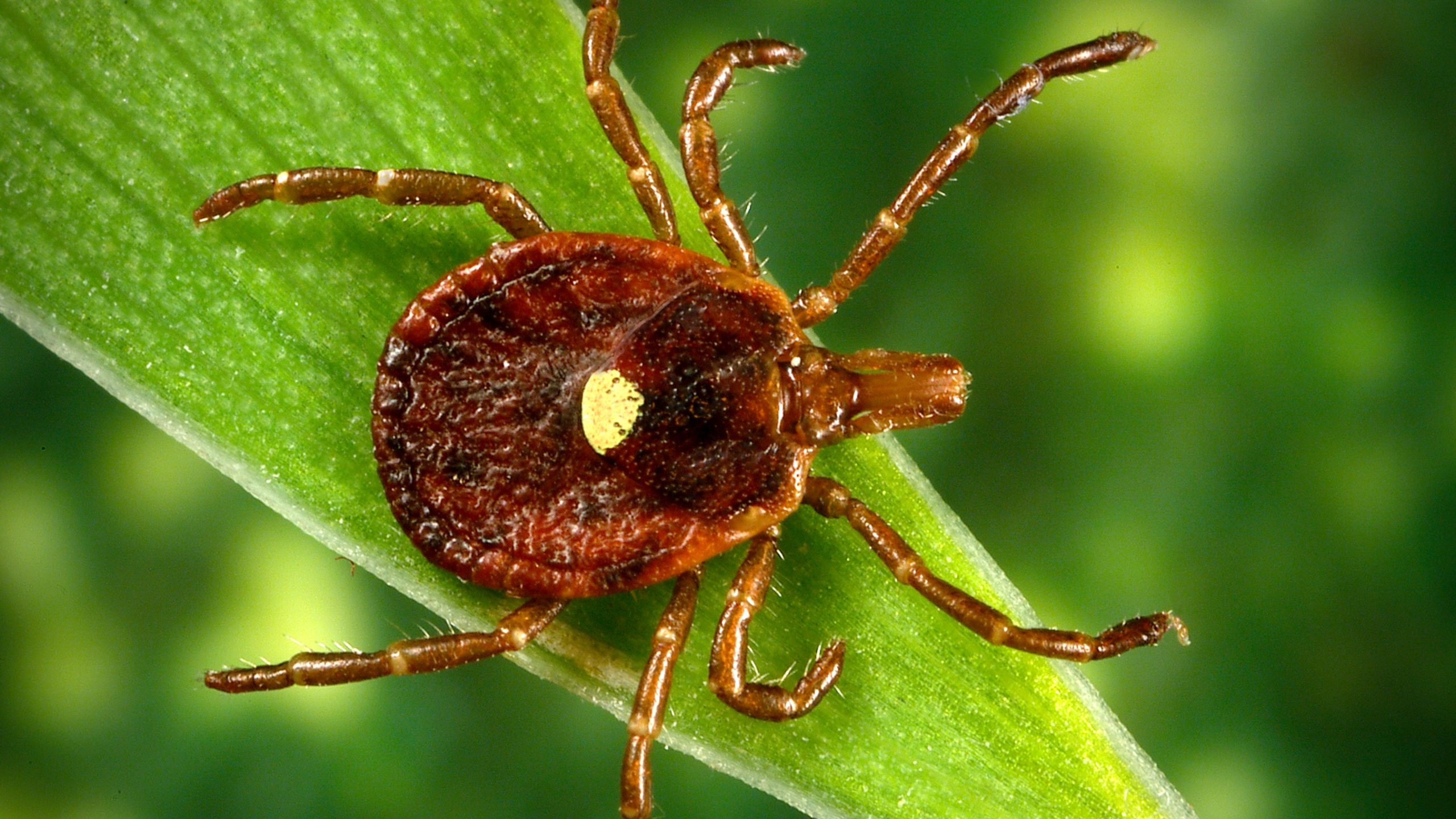 Amblyomma americanum, Lone star tick, on a blade of grass