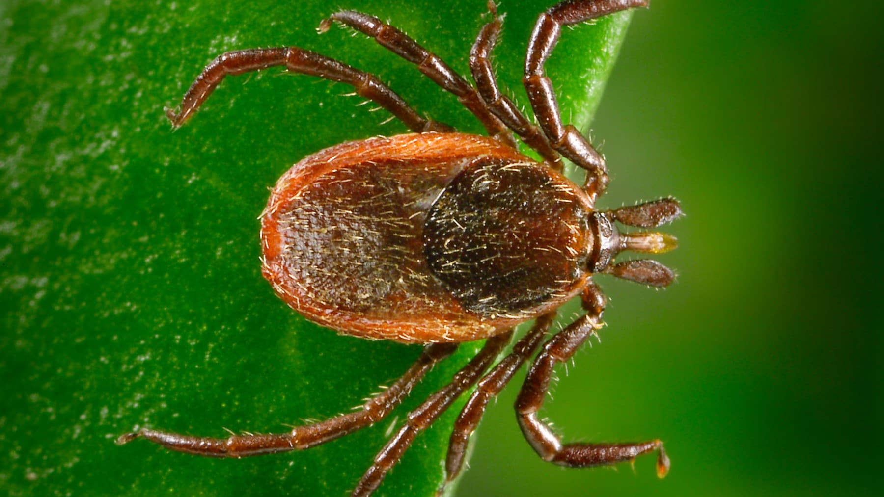 Ixodes pacificus tick on a blade of grass