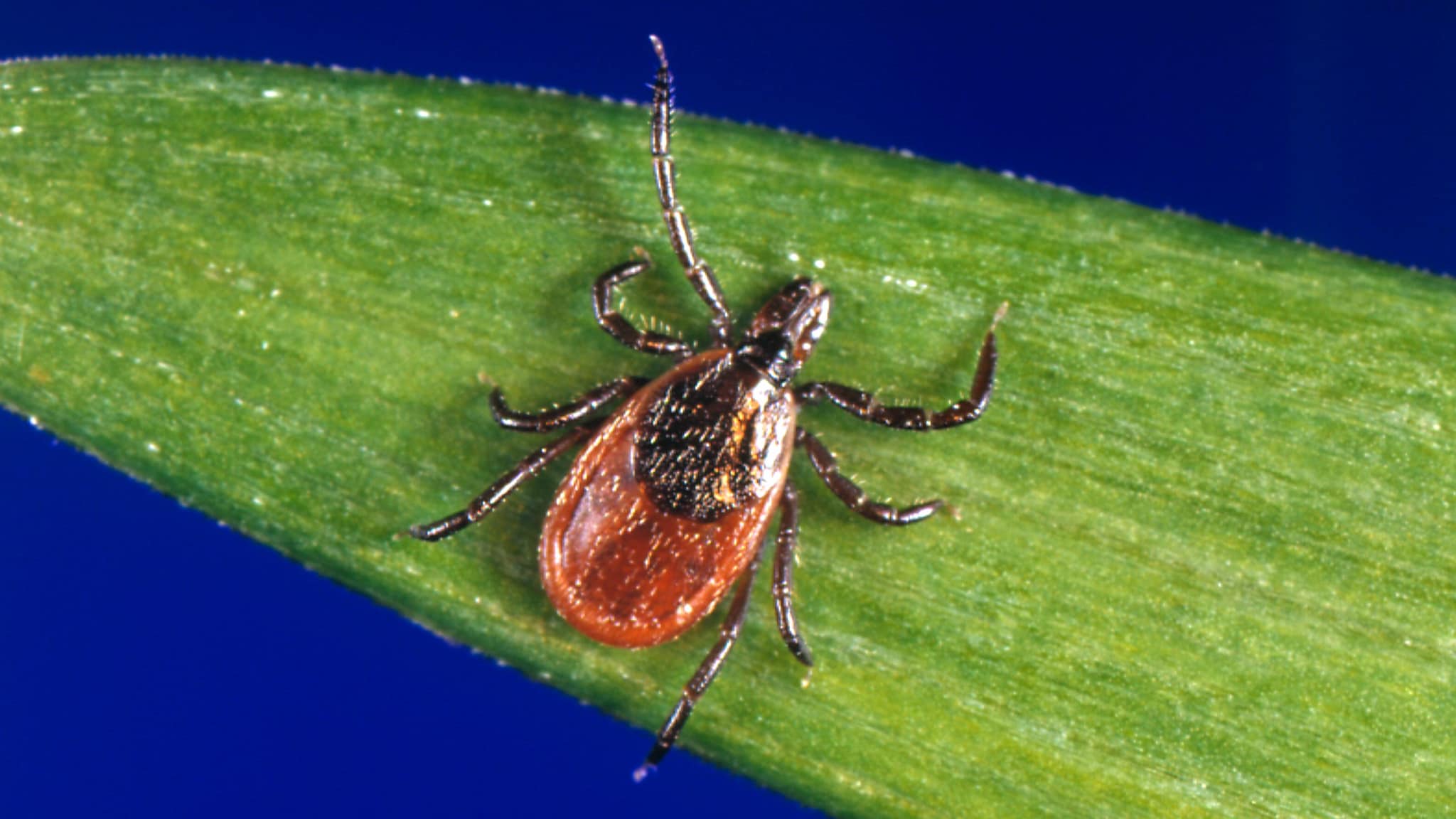 Ixodes scapularis tick on a blade of grass.