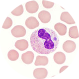 Anaplasmosis blood smear