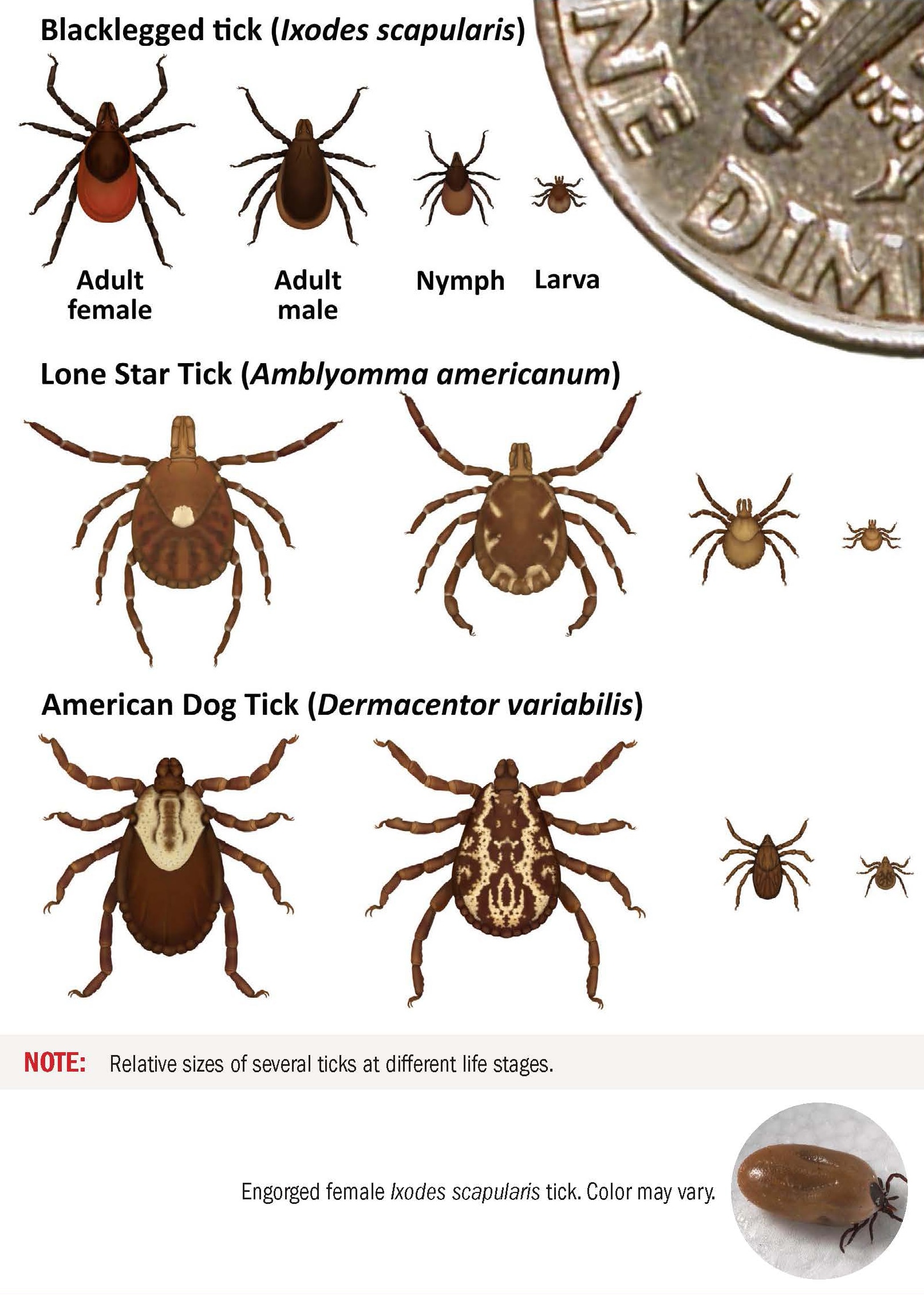 Ticks that commonly bite humans showing relative sizes compared to a dime coin of several ticks at different life stages