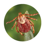 Rocky Mountain Wood Tick