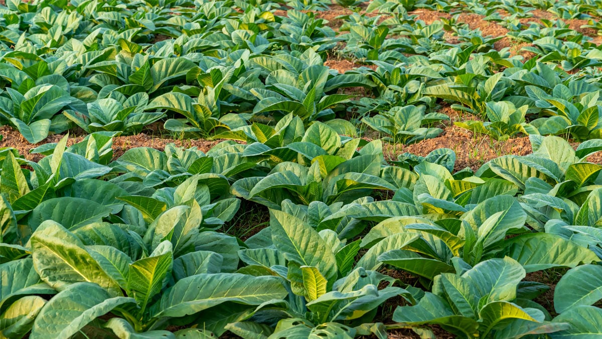 Tobacco plants
