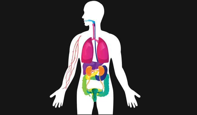 anatomía humana con órganos resaltados