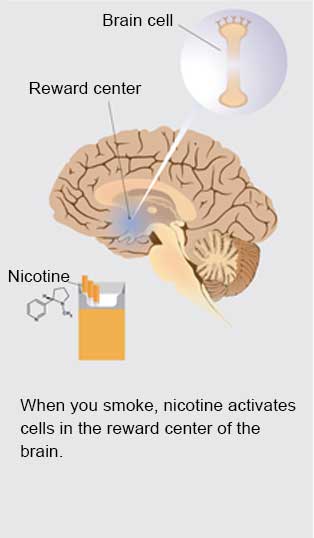 Slide 1 - When you smoke, nicotine activates cells in the reward center of the brain (Brain cell illustration, illustration of brain with Reward center, illustration of cigarettes with nicotine pointing to it)