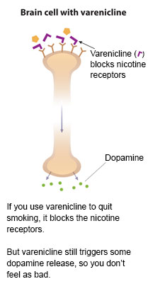 Slide 4 - Illustration of Brian cell showing how varenicline blocks nicotine receptors and how dopamine responds. If you use varenicline to quit smoking, it blocks the nicotine receptors. But varenicline still triggers some dopamine release, so you don't feel as bad.