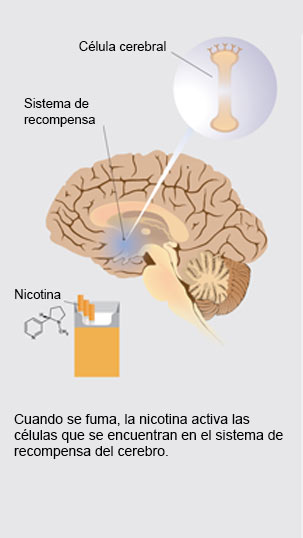 Diapositiva 1: cuando se fuma, la nicotina activa las células que se encuentran en el sistema de recompensa del cerebro [ilustración de una célula cerebral, ilustración del cerebro y el sistema de recompensa, ilustración de cigarrillos con nicotina apuntando hacia la ilustración del cerebro].