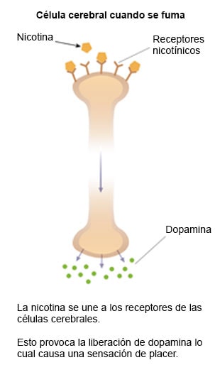 Diapositiva 2: ilustración de una célula cerebral cuando se fuma; muestra la nicotina, los receptores nicotínicos y la dopamina. La nicotina se une a los receptores de las células cerebrales. Esto provoca la liberación de dopamina, lo cual causa una sensación de placer.