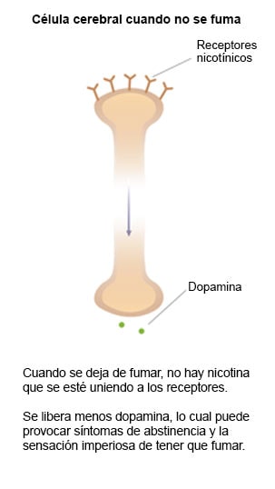 Diapositiva 3: ilustración de una célula cerebral cuando no se está fumando. Muestra los receptores de la nicotina y la respuesta de la dopamina.