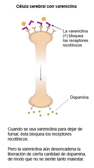 Diapositiva 4: ilustración de una célula cerebral en la que se muestra cómo la vareniclina bloquea los receptores nicotínicos y cómo responde la dopamina. Cuando se usa vareniclina para dejar de fumar, ésta bloquea los receptores nicotínicos. Pero la vareniclina aún desencadena la liberación de cierta cantidad de dopamina, de modo que no se siente tanto malestar.