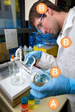 Man working in a BSL-1 lab wearing a lab coat, safety glasses, and gloves while pouring liquid into a beaker on an open lab bench.