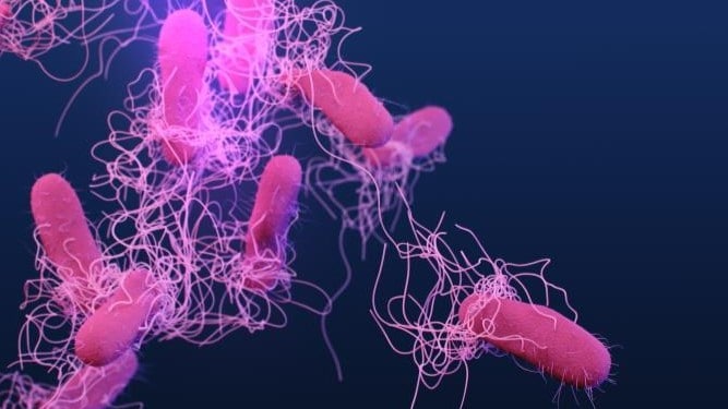 An illustration of a group of Salmonella typhi bacteria floating in liquid. They are rod-shaped with little strands, or flagella, coming off each of them.