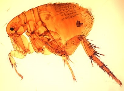 Closeup image of a flea.