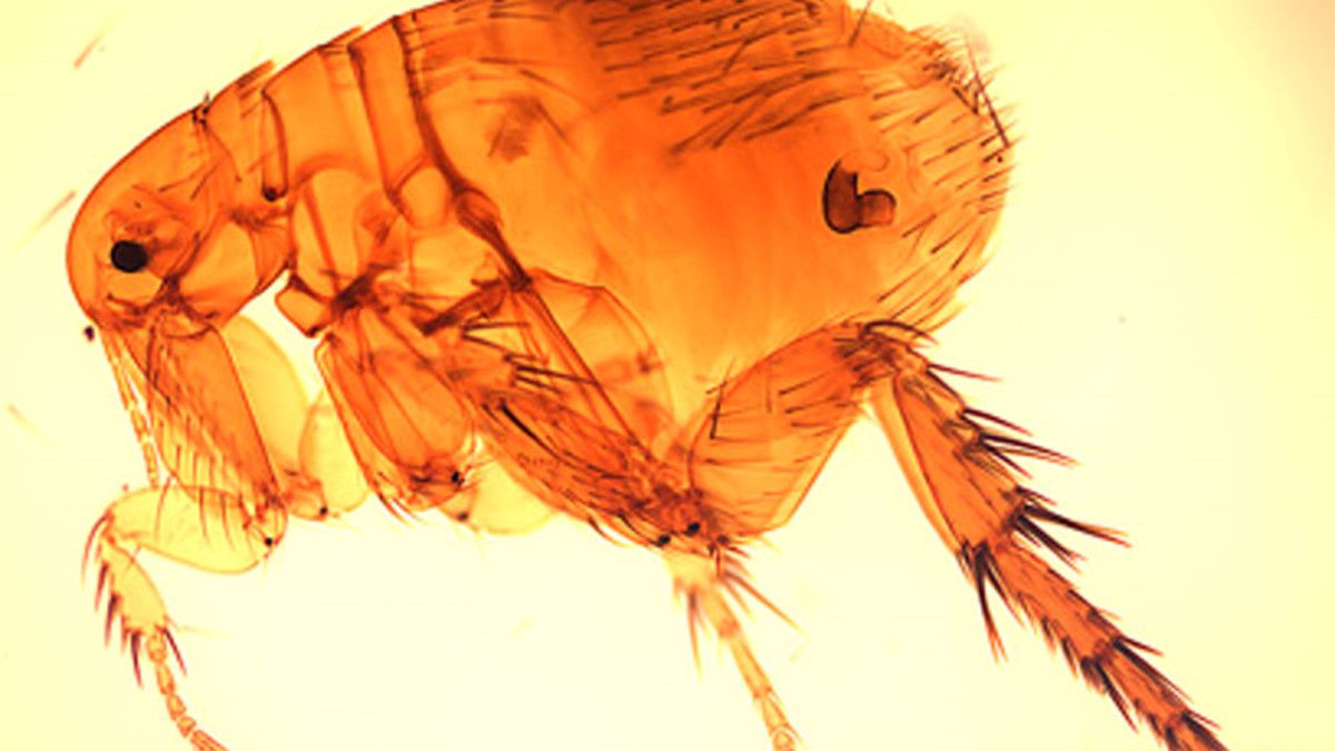 Tiphus Insect About Murine Typhus | Typhus Fevers | CDC