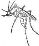 clipart of mosquito