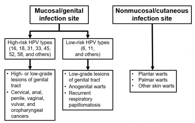 Human Papillomavirus Types and Disease Association flow chart as discussed in text