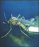 Culex mosquito laying eggs